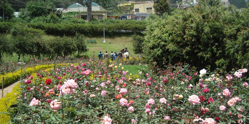 A picture of various roses blooming at a garden in Munnar near the Pallivasal Waterfalls