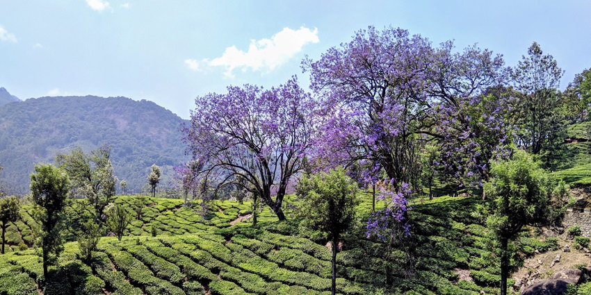 Explore the vibrant gardens and verdant fields of the Blossom international park