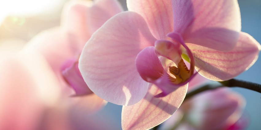 Botanical exploration is one of the best things to do in Mathikettan Shola National Park.