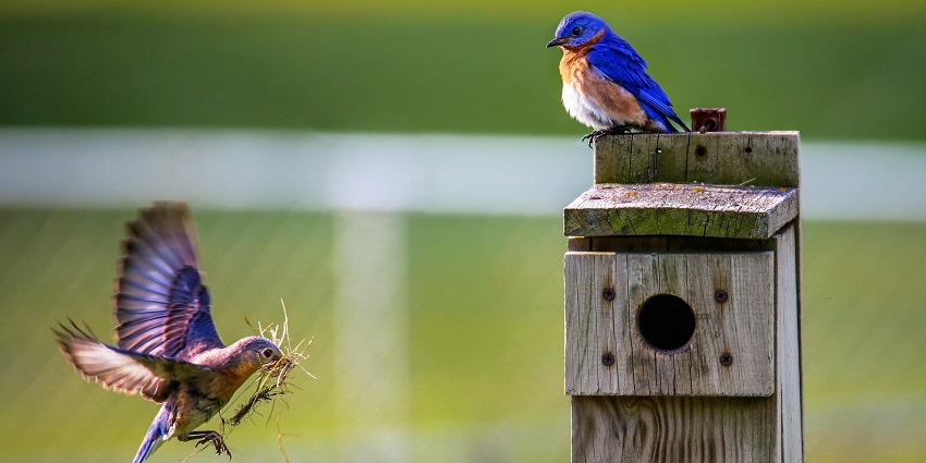 Indulge in birdwatching at the Malom Sanctuary in Kerala as one of the things to do.