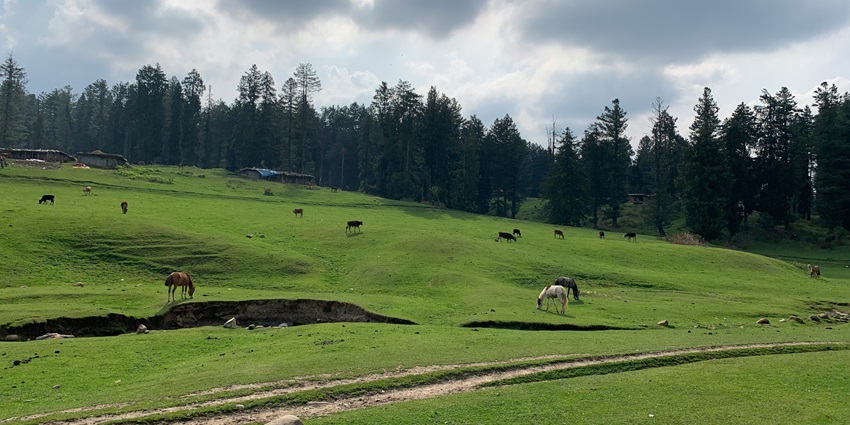 Verdant meadows of Budgam, a hidden gem of Kashmir that possesses the raw touch of nature.