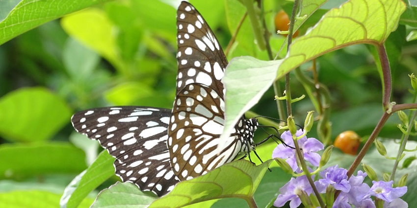 One of the best things to do in Shendurney Wildlife Sanctuary is butterfly watching.