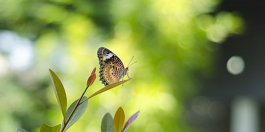 Things to do in Penang: explore vibrant butterflies in lush, tropical surroundings.