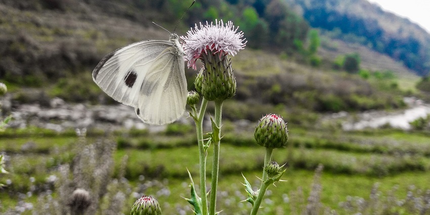 Witness a blend of magnificent diverse flora and fauna here in the Kanhagad region.
