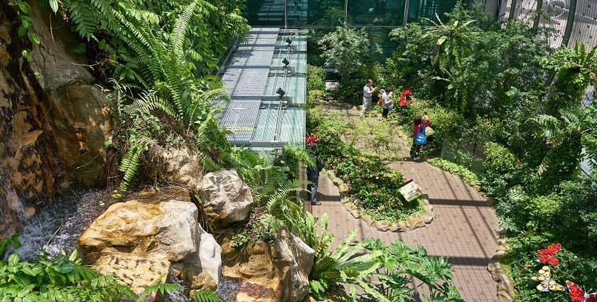 Visiting the beautiful Butterfly garden is one of the must things to do at Changi airport