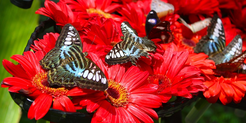 Butterfly garden is one of the most beautiful parts dor wildlife lovers to explore