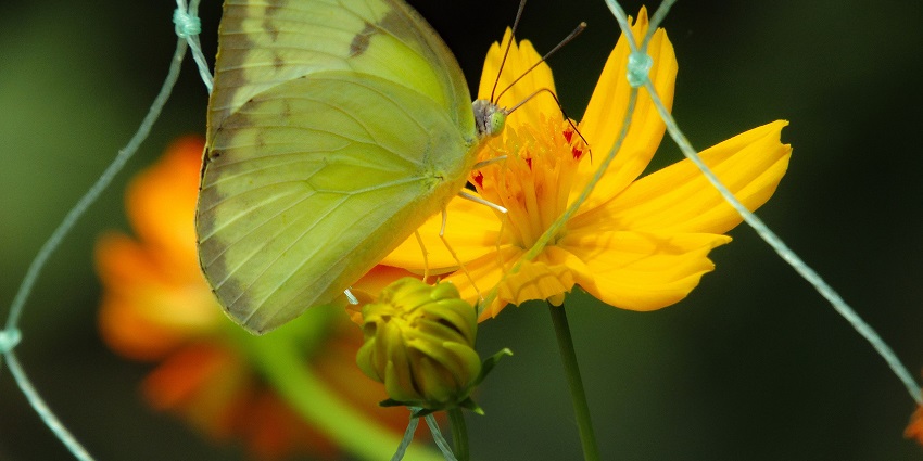 This park is a home to numerous butterflies , providing a beautiful vibe to the visitors.