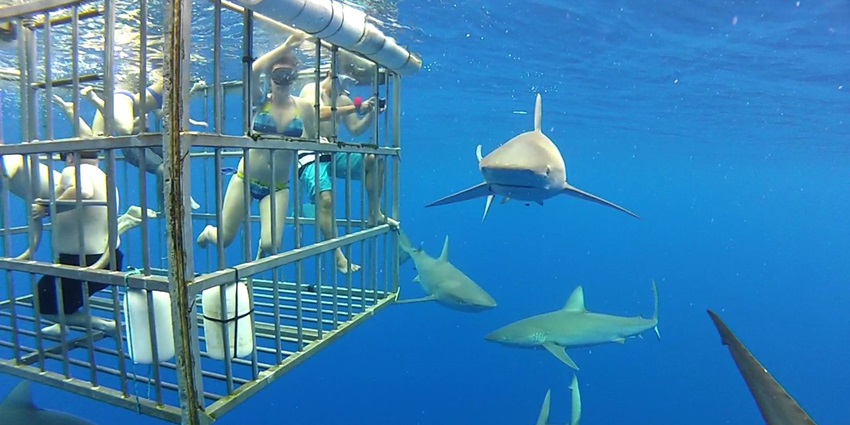 The view of divers swimming with sharks at Dubai Aquarium's shark diving experience.