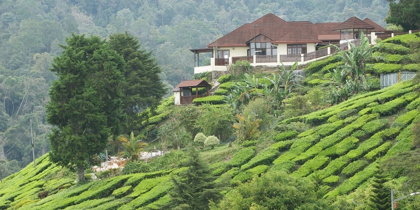 Cameron Highlands, a popular hill station, is one of the best places to visit in Malaysia.