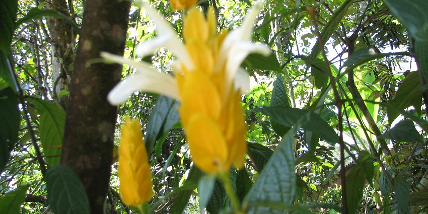 Spice plantation is one of the informational places to visit in Thekkady with family