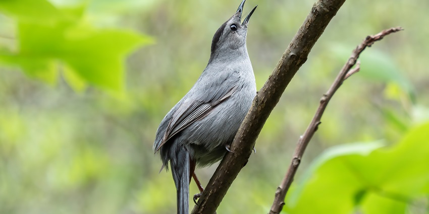Grey catbird on a branch - one of the best things to do in Attapadi is birdwatching