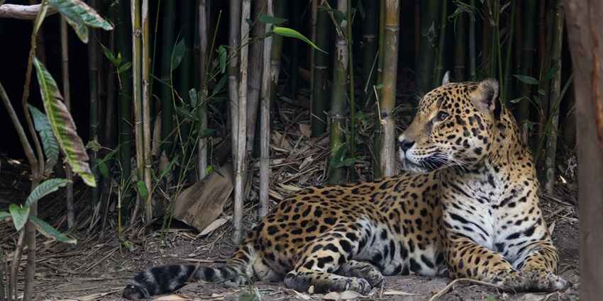 Get ready to be amazed by fun-filled and exciting things to do in Athirapally, Kerala