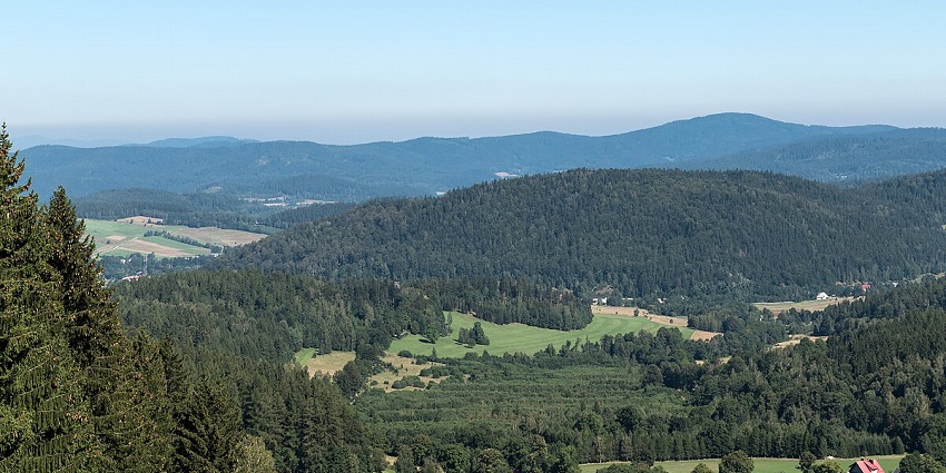 Scenic views from the top of the hill amidst the lush green forest in the city