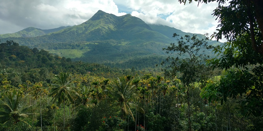A majestic view of Chembra Peak from a distance surrounded by Green lush forest