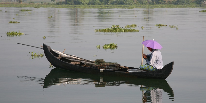 Cherai backwaters are quite popular among tourists, especially for boating or canoeing.