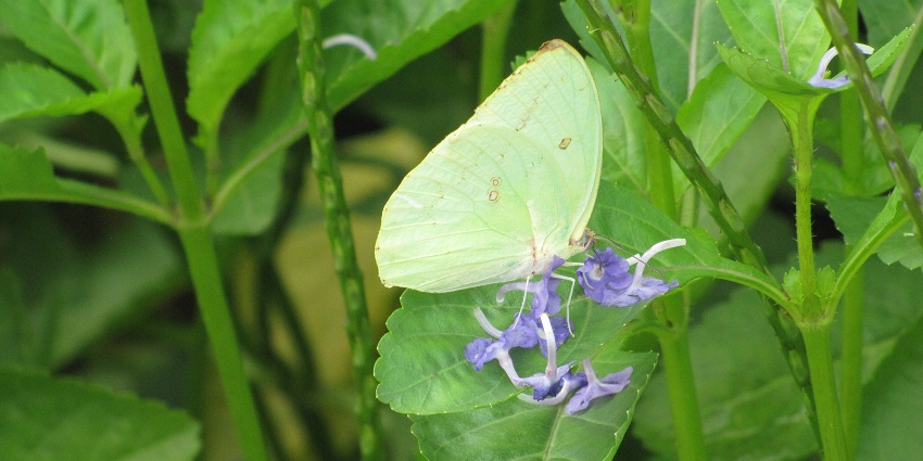 Stunning view of Chimmini Sanctuary where a vibrant green butterfly is sitting on a leaf.