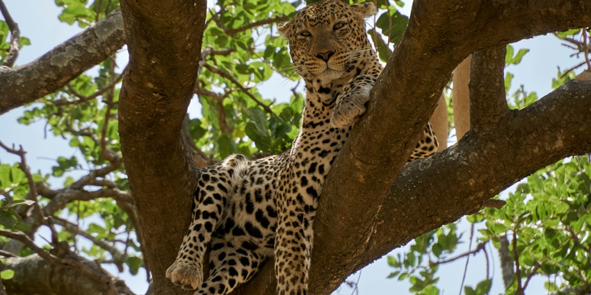 A leopard spotted resting on a tree at the Chinnar Wildlife Sanctuary in Kerala.
