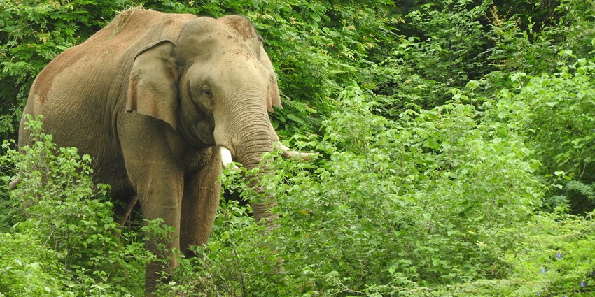 An elephant stands amid dry scrubland in Chinnar Wildlife Reserve under clear skies