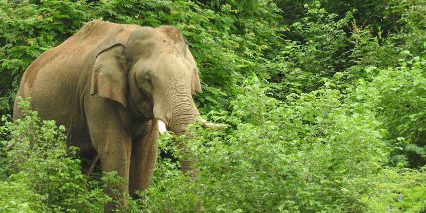 Visiting Chinnar Wildlife Sanctuary is one of the best things to do in Munnar for all.