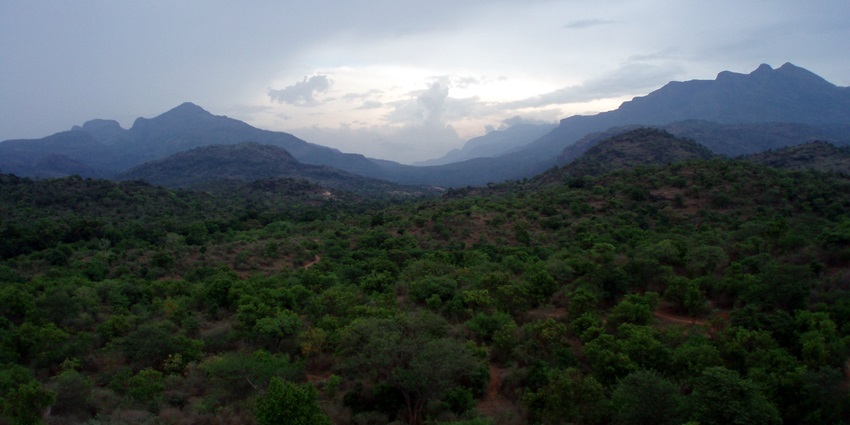 Fields of Chinnar wildlife Sanctuary looking over the hills ahead offering a scenic view