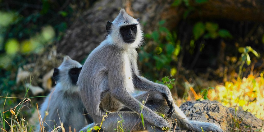 A beautiful view of two monkeys sitting on a rock in the Chinnar Wildlife Sanctuary.