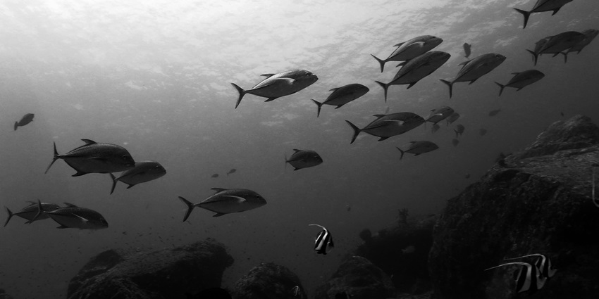 Watch a shoal of bluefin at Cinque Island, one of the spots for snorkelling in Port Blair