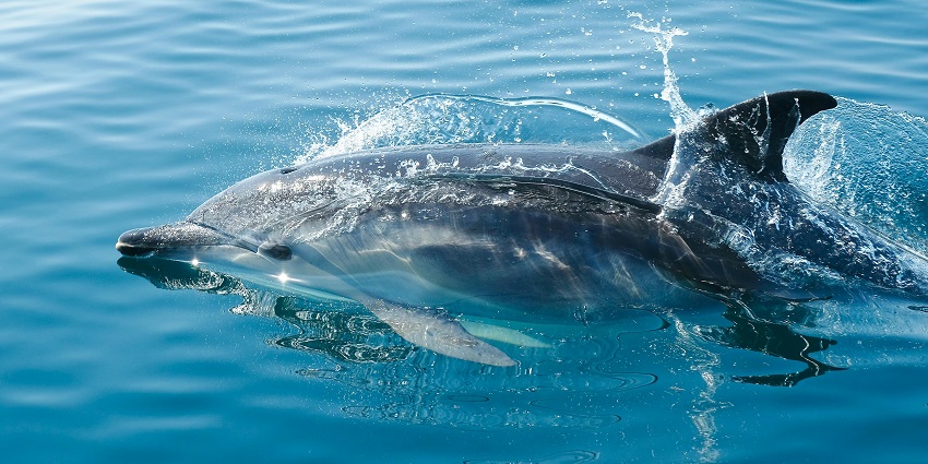 Beautiful dolphins taking a plunge above the rhythmic waves of Cinque Island, Andaman.