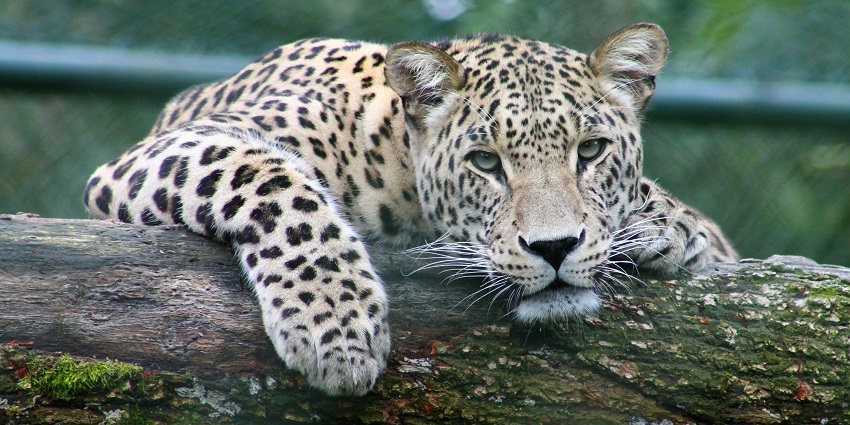 Narpuh Wildlife Sanctuary is a sprawling sanctuary with a vast stretch of biodiversity.