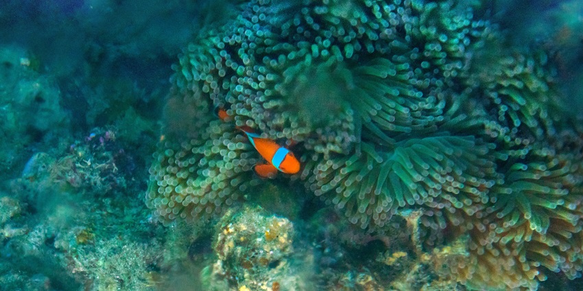 Snorkelling is the popular thing to do at the Mahatma Gandhi Marine National Park.