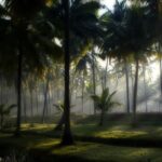 Coconut trees dotting the landscape of Kerala - explore hill stations near Thrissur