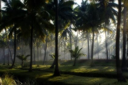 Coconut trees dotting the landscape of Kerala - explore hill stations near Thrissur