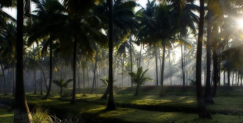 Coconut trees dotting the landscape of Kerala - explore hill stations near Thrissur