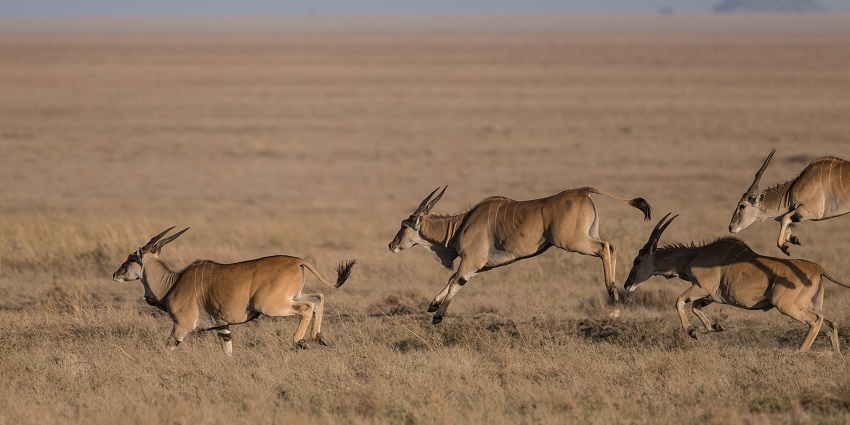The view of Mounatain gazelle running at the Conservation and Research Initiatives.