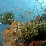 Depiction of unique habitat and rare marine life at Rani Jhansi Marine National Park, Andaman