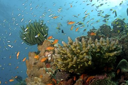 Depiction of unique habitat and rare marine life at Rani Jhansi Marine National Park, Andaman