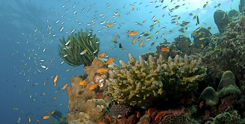 Depiction of unique habitat and rare marine life at Rani Jhansi Marine National Park, Andaman