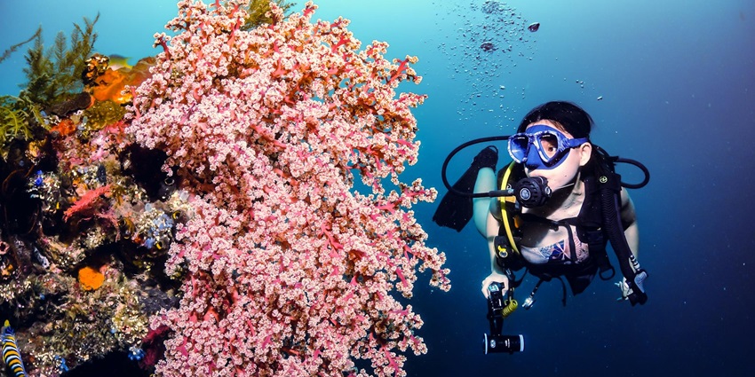 Pilot Reef in the Andaman Islands is the home to the family of residents leopard sharks.