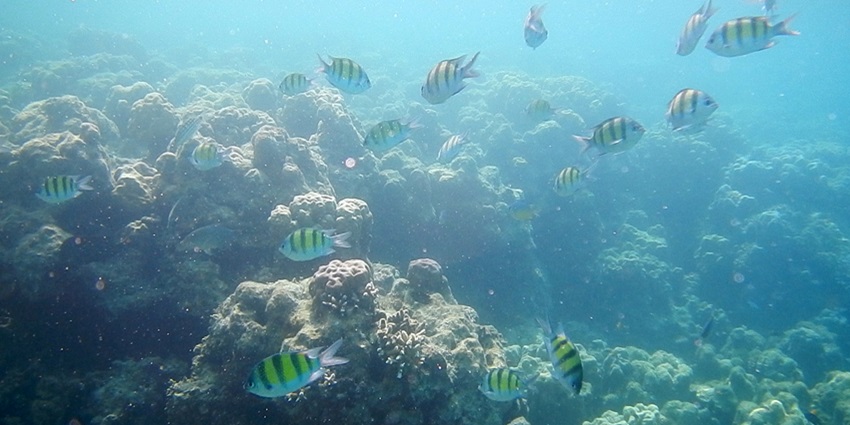 Striking coral reefs in Andaman are meant to leave you with a magical experience.