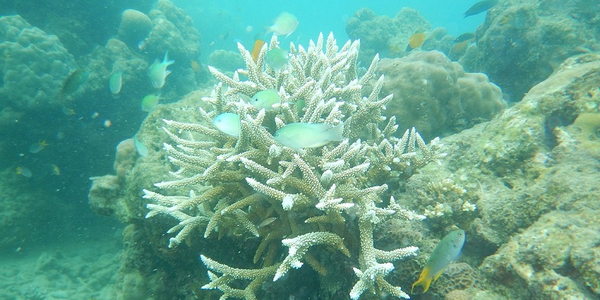 A view of corals, fishes, and marine life while enjoying water sports in Andaman