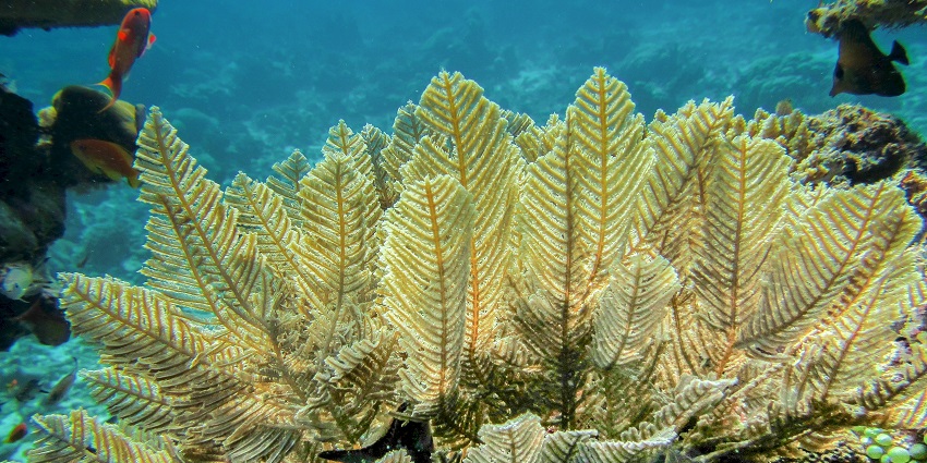 The underwater coral reef around the ocean sediments housing rare fishes and marine life