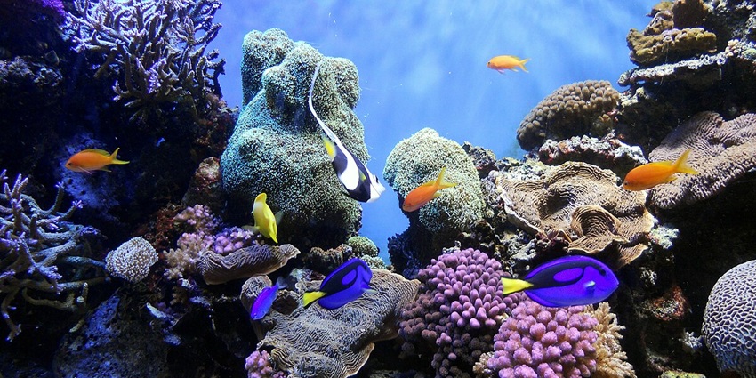 Explore the diverse sea creatures and wonders of the Underwater world Langkawi