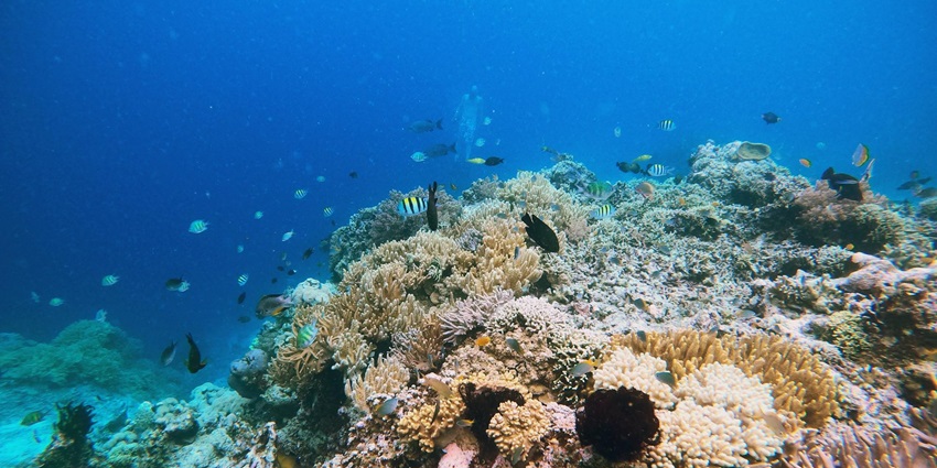 This site lets you witness the hard staghorn corals while scuba diving in Havelock Island.