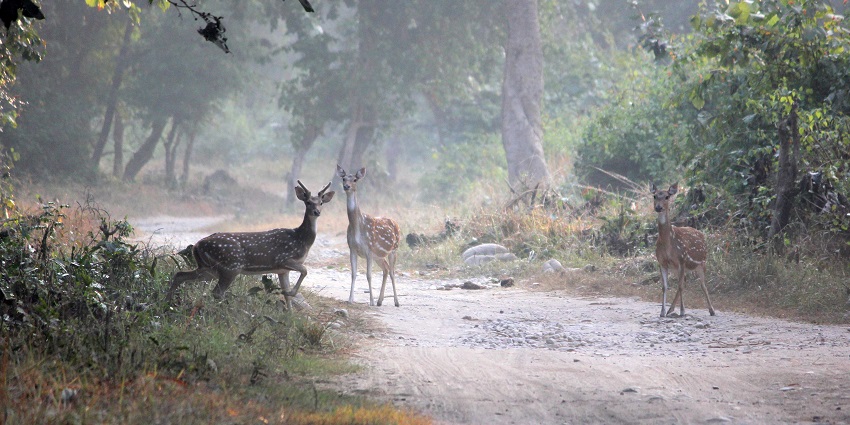 Visit the Corbett Museum in the oldest national park of India to know more about history.