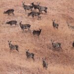 Kashmir red deer, also known as Hangul, can be spotted at Salim Ali National Park