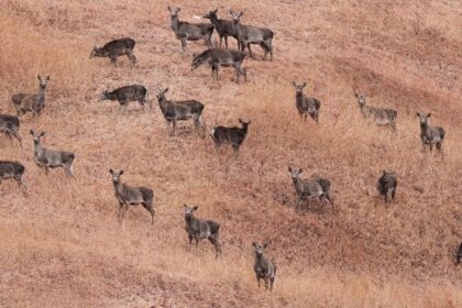 Kashmir red deer, also known as Hangul, can be spotted at Salim Ali National Park