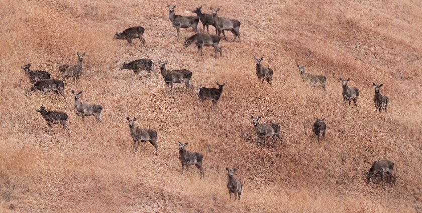 Kashmir red deer, also known as Hangul, can be spotted at Salim Ali National Park