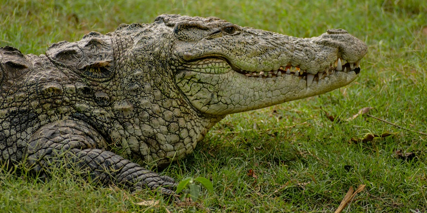 Crocodile at the lush green grass of the Nandankanan Zoological Park, Bhubaneshwar.