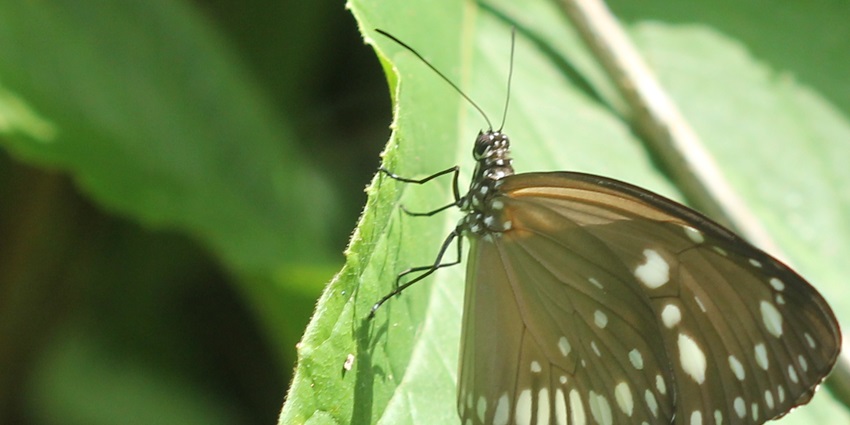 Get to know more about the flora and fauna of Andaman at the Mount Harriet National Park.