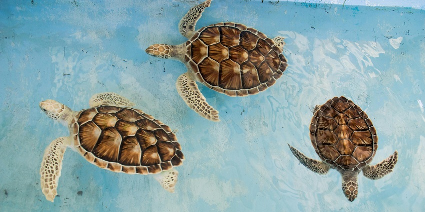 Cuthbert Bay Wildlife Sanctuary— a haven for natural beauty and biodiversity.