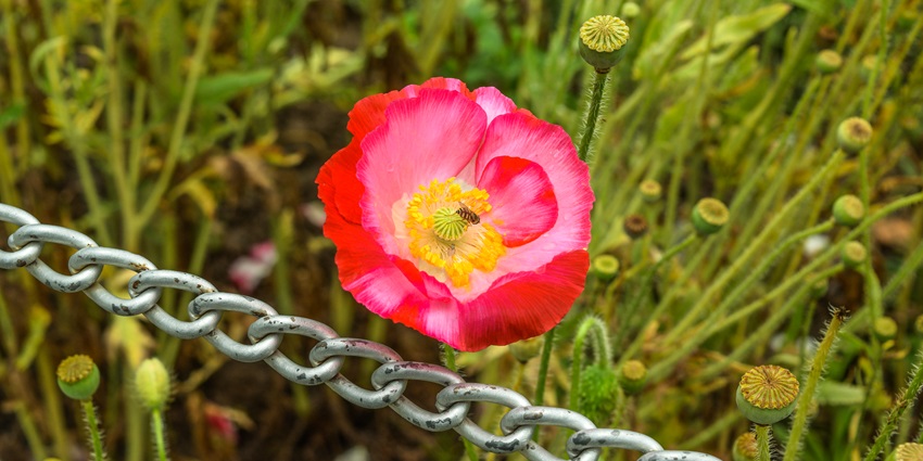 The view of a beautiful red poppy flower in the Dachigam National Park, Srinagar.